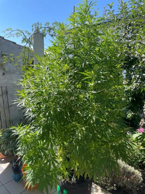 BloomCraft Organics Grow. Week 7