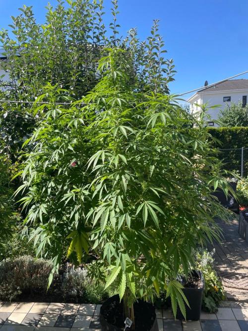 BloomCraft Organics Grow. Week 7