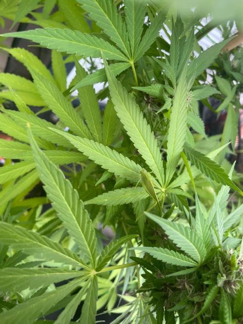 BloomCraft Organics Grow. Week 11