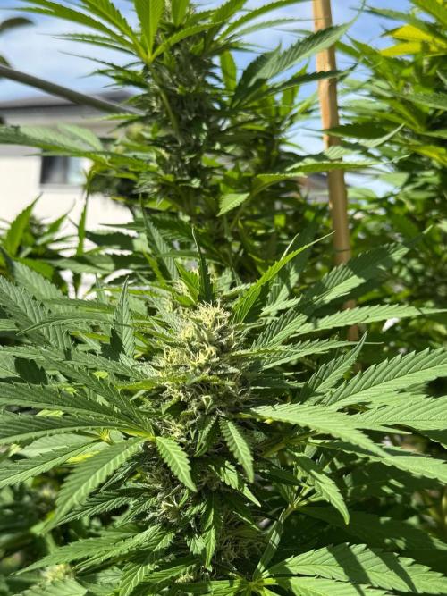 BloomCraft Organics Grow. Week 14