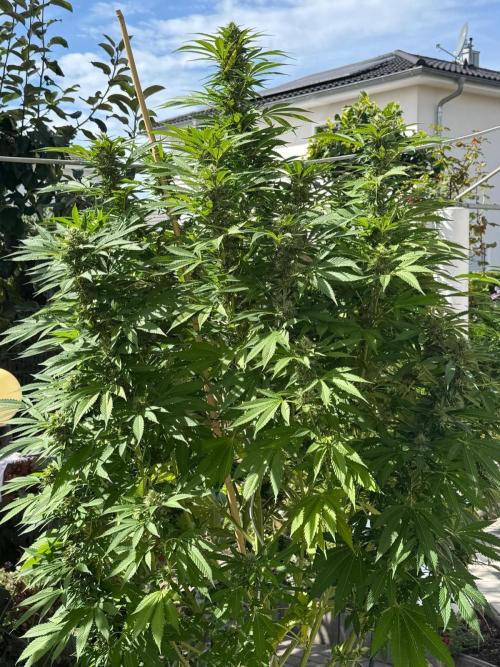 BloomCraft Organics Grow. Week 14