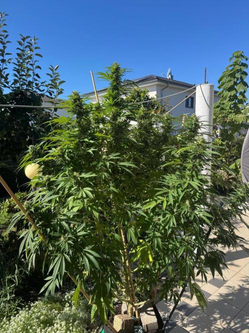 BloomCraft Organics Grow. Week 14