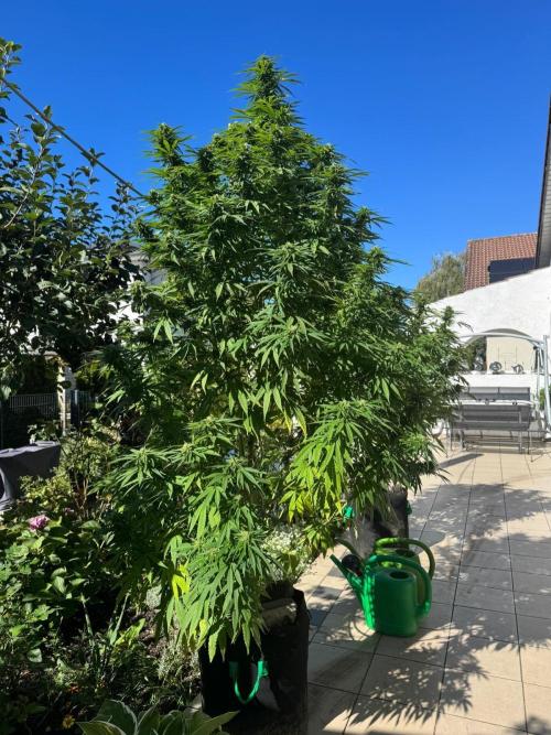 BloomCraft Organics Grow. Week 14