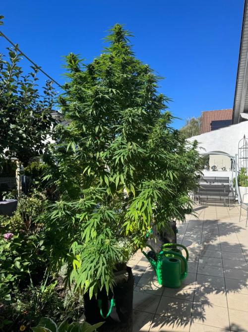 BloomCraft Organics Grow. Week 14