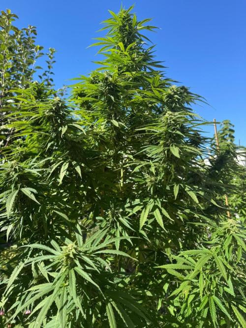 BloomCraft Organics Grow. Week 14