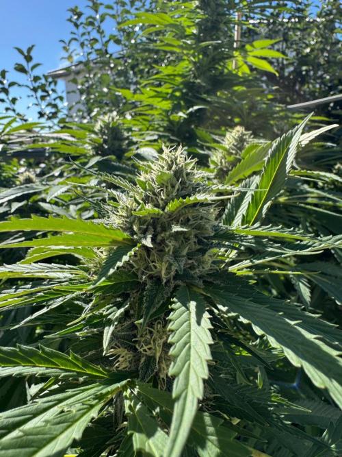 BloomCraft Organics Grow. Week 14