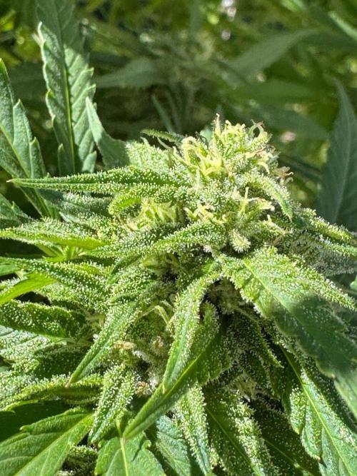 BloomCraft Organics Grow. Week 14 - Jamaican Dream