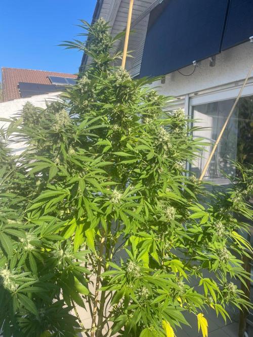 BloomCraft Organics Grow. Week 16