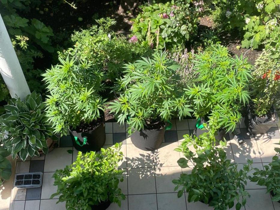 BloomCraft Organics Grow. Week 5