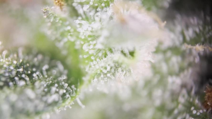 Humboldt Sour Diesel Auto (Humboldt HSC) — Box, Coco, LED