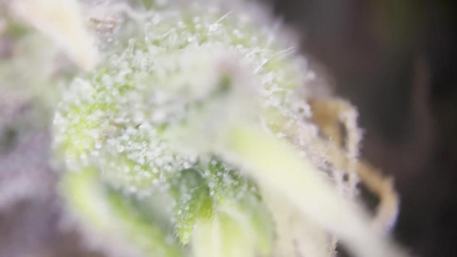 Humboldt Sour Diesel Auto (Humboldt HSC) — Box, Coco, LED