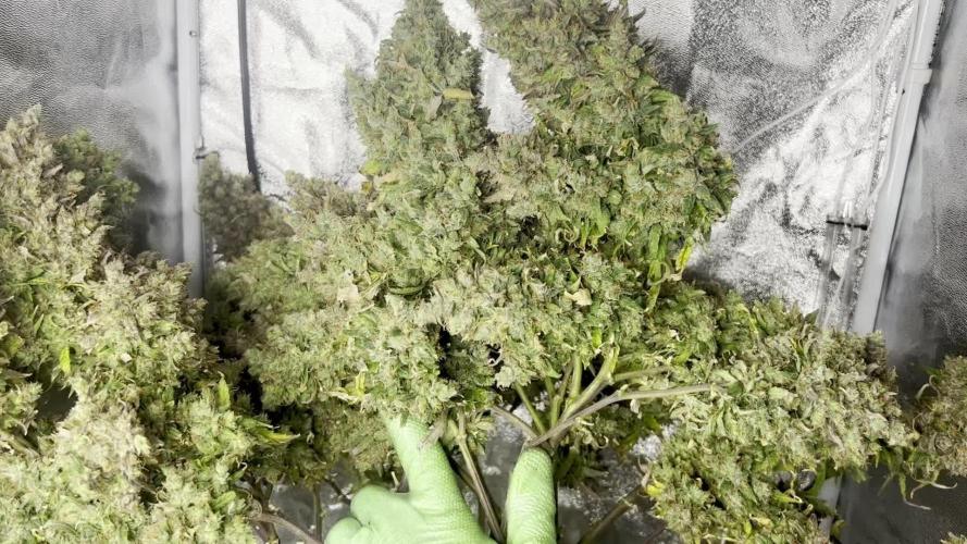 Humboldt Sour Diesel Auto (Humboldt HSC) — Box, Coco, LED