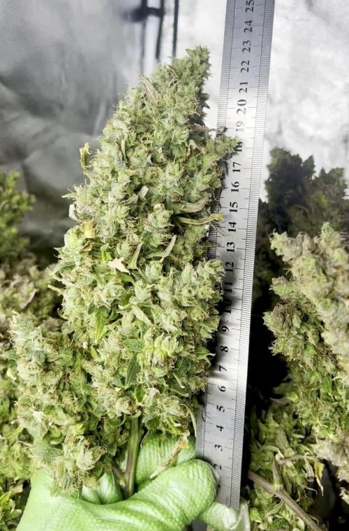 Humboldt Sour Diesel Auto (Humboldt HSC) — Box, Coco, LED