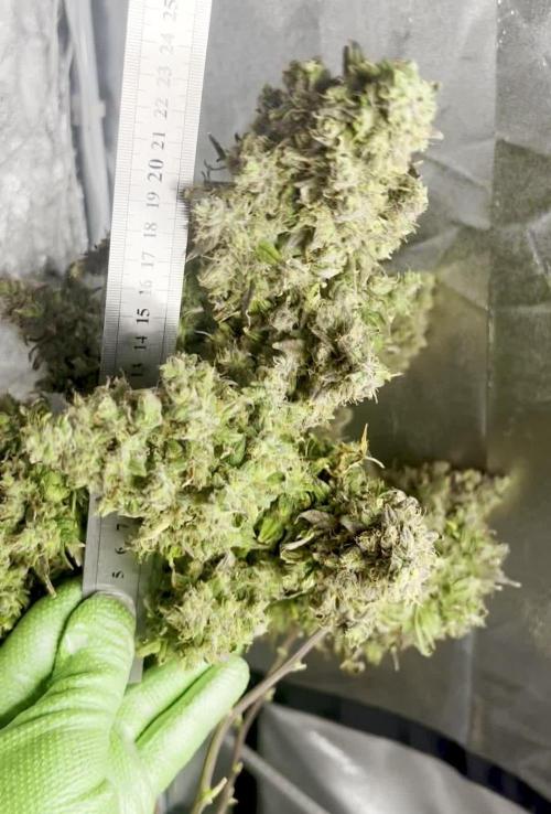 Humboldt Sour Diesel Auto (Humboldt HSC) — Box, Coco, LED