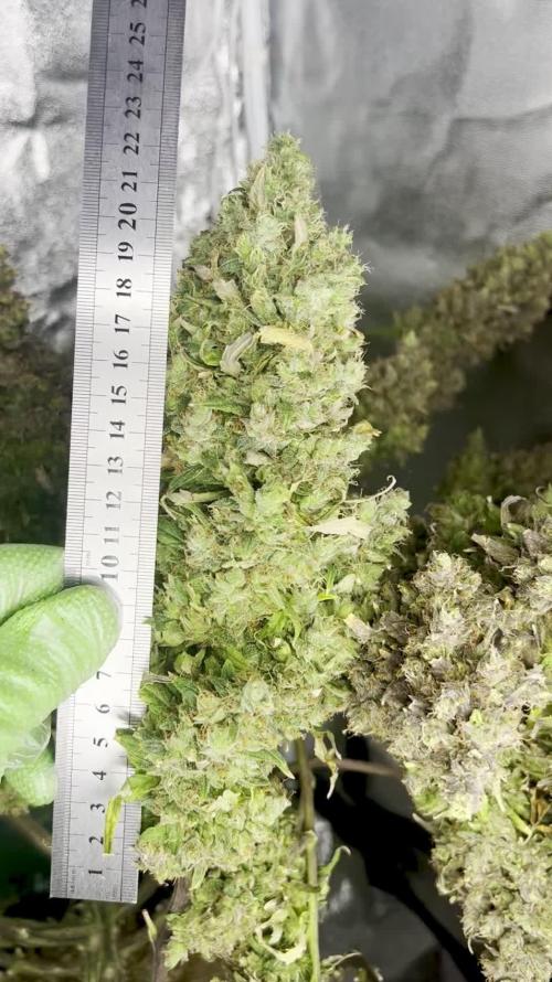 Humboldt Sour Diesel Auto (Humboldt HSC) — Box, Coco, LED