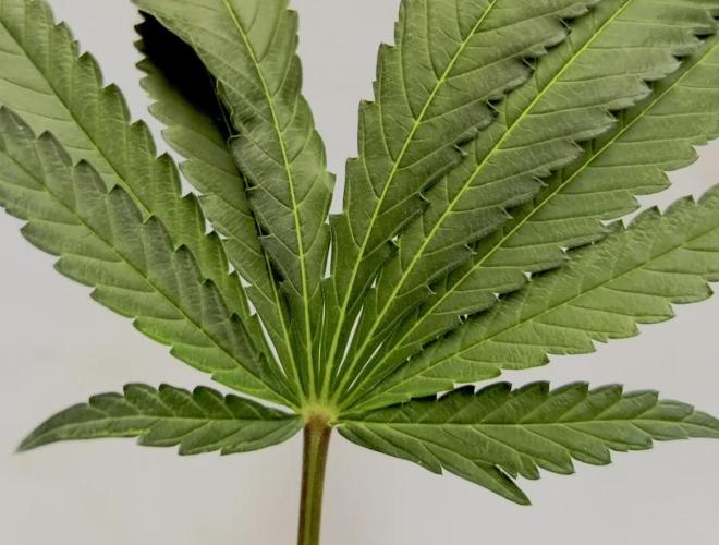 Banana Runtz (?) Baggie Seed — Box, Coco, LED