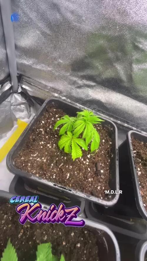 Lemon Cherry Gelato & Black Cherry Gelato & ice cream cake & Blue Gelato 41