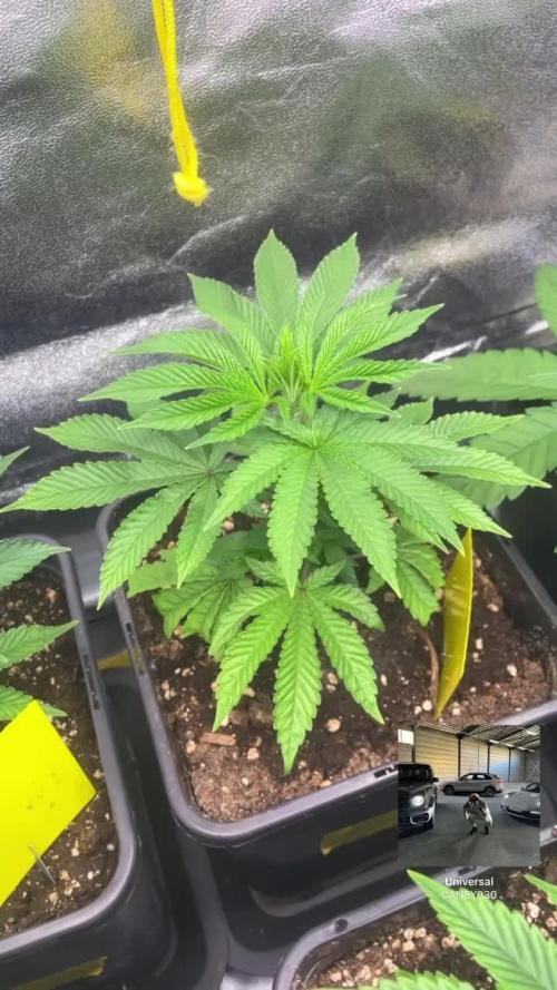 Lemon Cherry Gelato & Black Cherry Gelato & ice cream cake & Blue Gelato 41