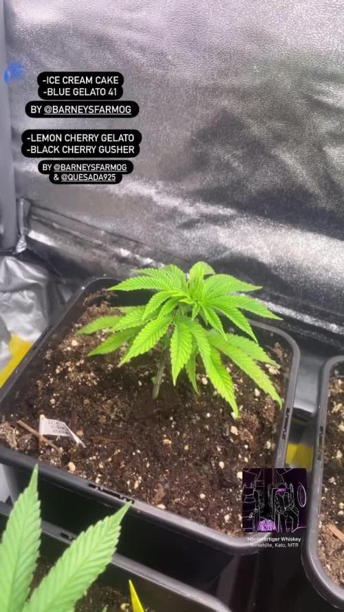 Lemon Cherry Gelato & Black Cherry Gelato & ice cream cake & Blue Gelato 41