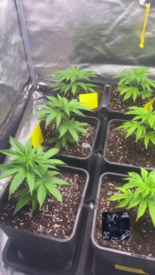 Lemon Cherry Gelato & Black Cherry Gelato & ice cream cake & Blue Gelato 41