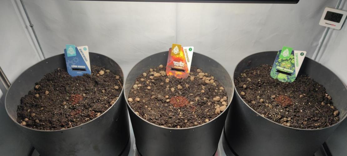 Sticky Broccoli | Pineapple Ex | Lemon W. Week 0
