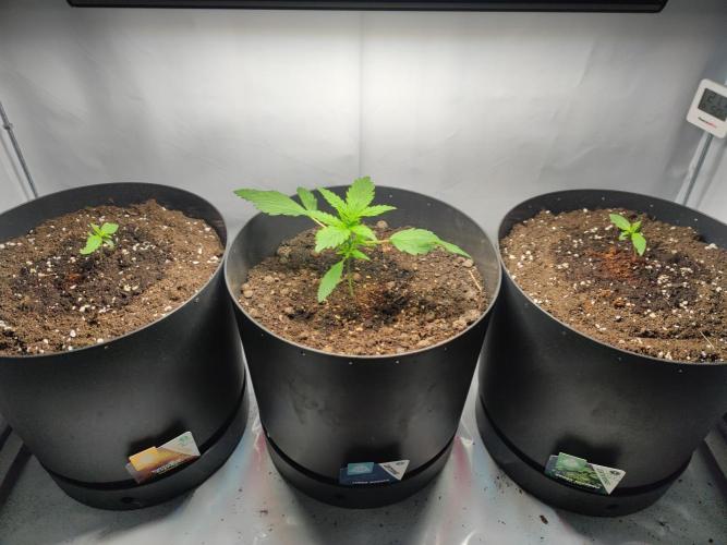 Sticky Broccoli | Pineapple Ex | Lemon W. Week 1