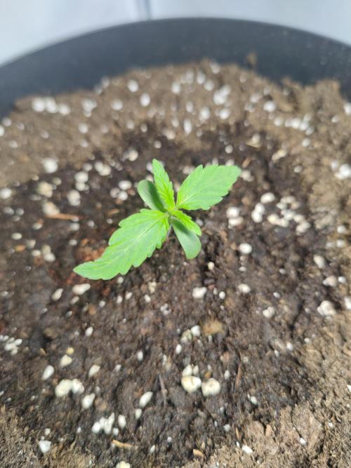 Sticky Broccoli | Pineapple Ex | Lemon W. Week 1