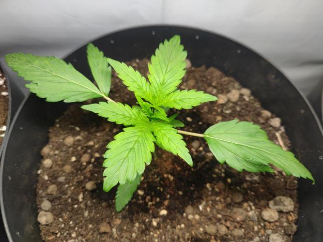 Sticky Broccoli | Pineapple Ex | Lemon W. Week 1