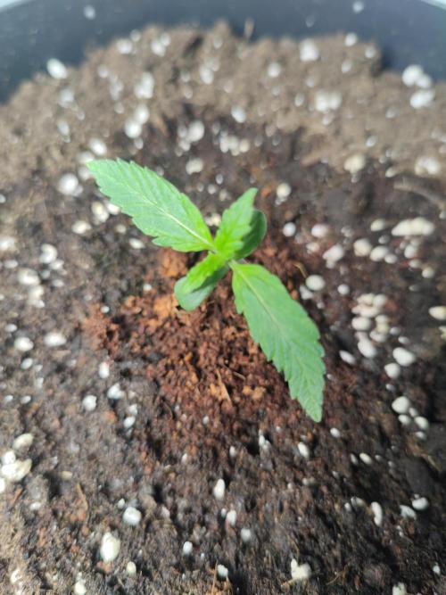 Sticky Broccoli | Pineapple Ex | Lemon W. Week 1