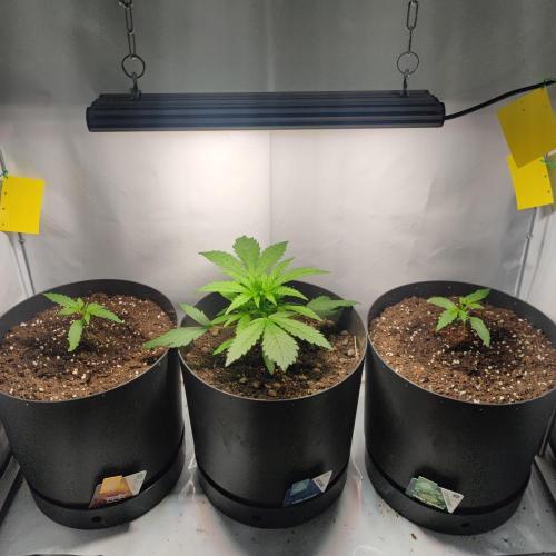 Sticky Broccoli | Pineapple Ex | Lemon W. Week 2