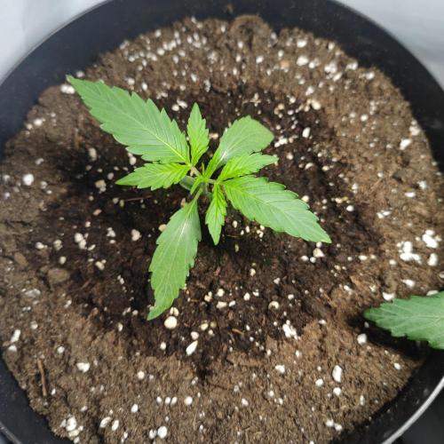 Sticky Broccoli | Pineapple Ex | Lemon W. Week 2