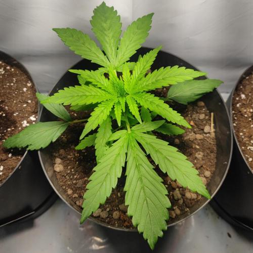 Sticky Broccoli | Pineapple Ex | Lemon W. Week 2