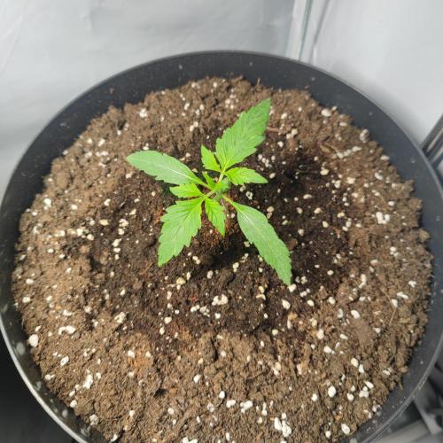Sticky Broccoli | Pineapple Ex | Lemon W. Week 2