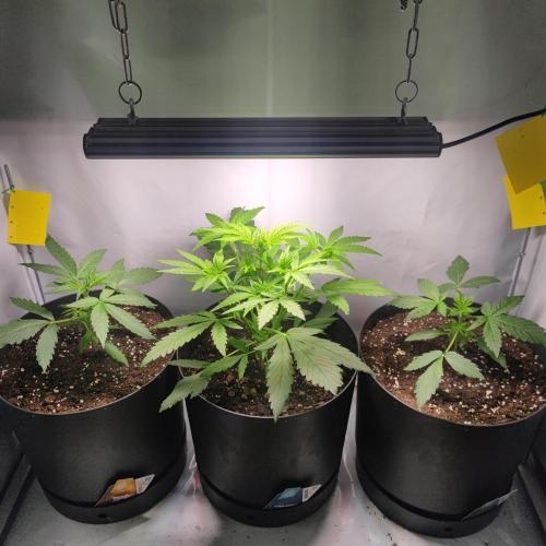 Sticky Broccoli | Pineapple Ex | Lemon W. Week 3