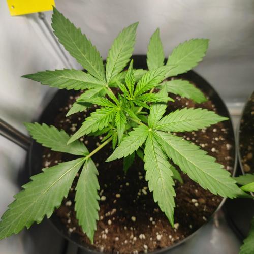 Sticky Broccoli | Pineapple Ex | Lemon W. Week 3