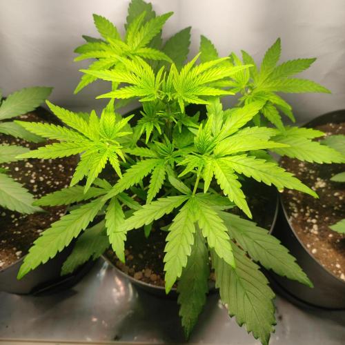 Sticky Broccoli | Pineapple Ex | Lemon W. Week 3