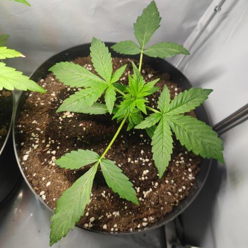 Sticky Broccoli | Pineapple Ex | Lemon W. Week 3