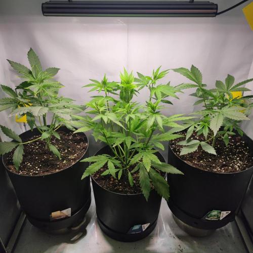 Sticky Broccoli | Pineapple Ex | Lemon W. Week 4
