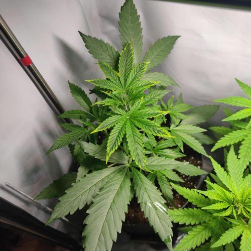 Sticky Broccoli | Pineapple Ex | Lemon W. Week 4