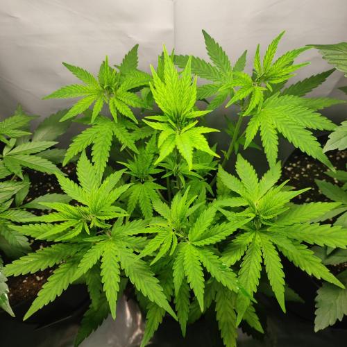 Sticky Broccoli | Pineapple Ex | Lemon W. Week 4