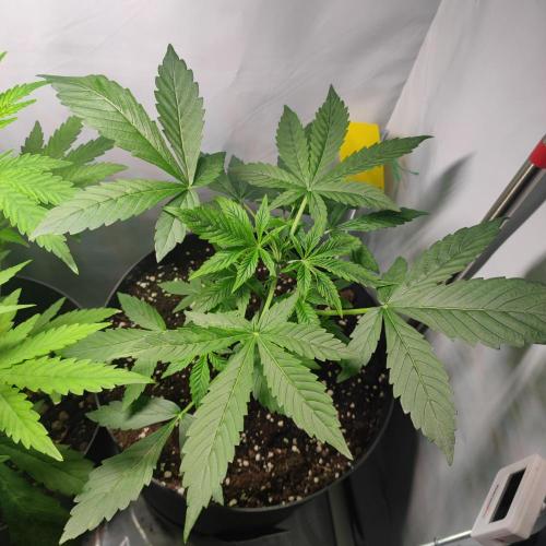 Sticky Broccoli | Pineapple Ex | Lemon W. Week 4