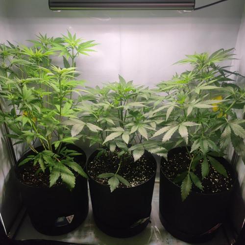 Sticky Broccoli | Pineapple Ex | Lemon W. Week 5