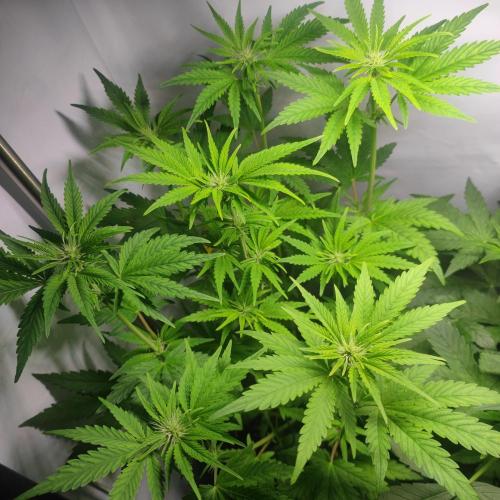 Sticky Broccoli | Pineapple Ex | Lemon W. Week 5