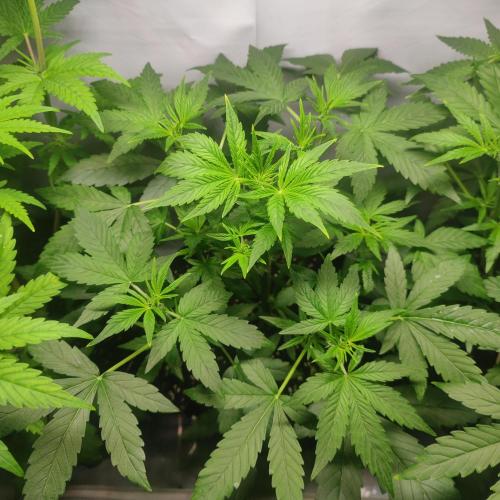 Sticky Broccoli | Pineapple Ex | Lemon W. Week 5