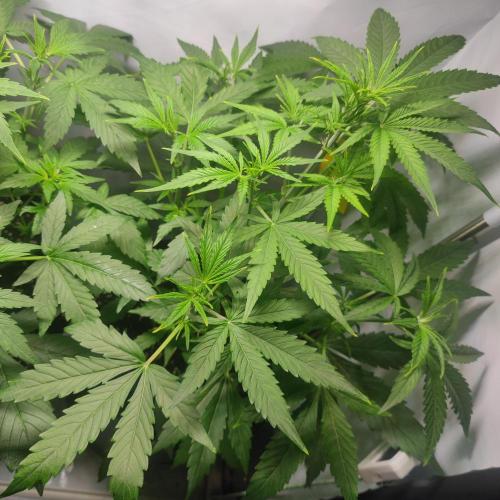 Sticky Broccoli | Pineapple Ex | Lemon W. Week 5