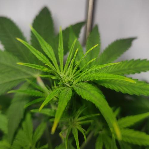 Sticky Broccoli | Pineapple Ex | Lemon W. Week 5