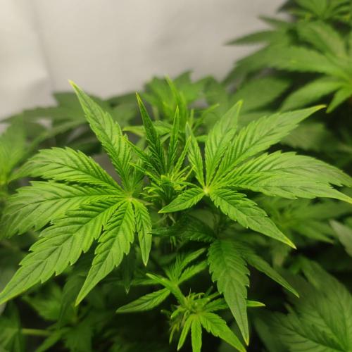 Sticky Broccoli | Pineapple Ex | Lemon W. Week 5