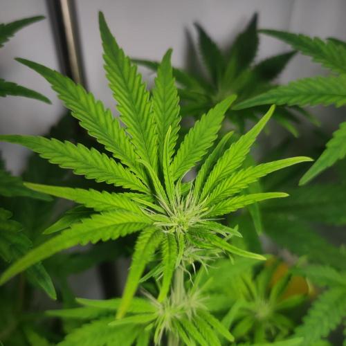 Sticky Broccoli | Pineapple Ex | Lemon W. Week 5
