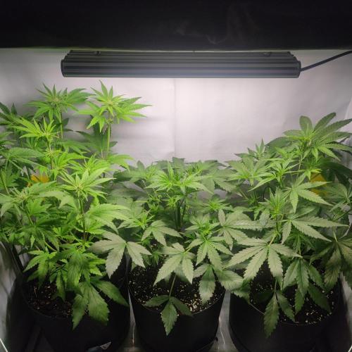 Sticky Broccoli | Pineapple Ex | Lemon W. Week 5