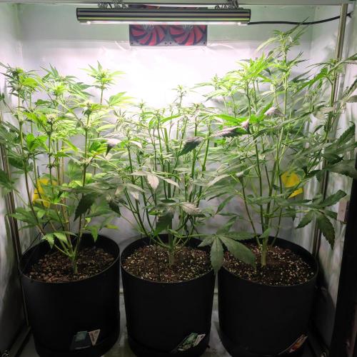 Sticky Broccoli | Pineapple Ex | Lemon W. Week 6